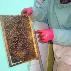 Продаю  мед и продукты пчеловодства с собственной пасеки