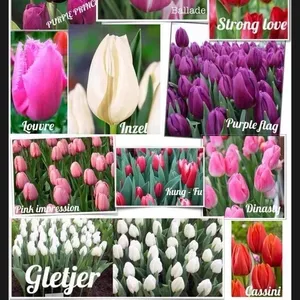 Цветы оптом,  оптовая продажа тюльпанов  к 8 марта в Луганске