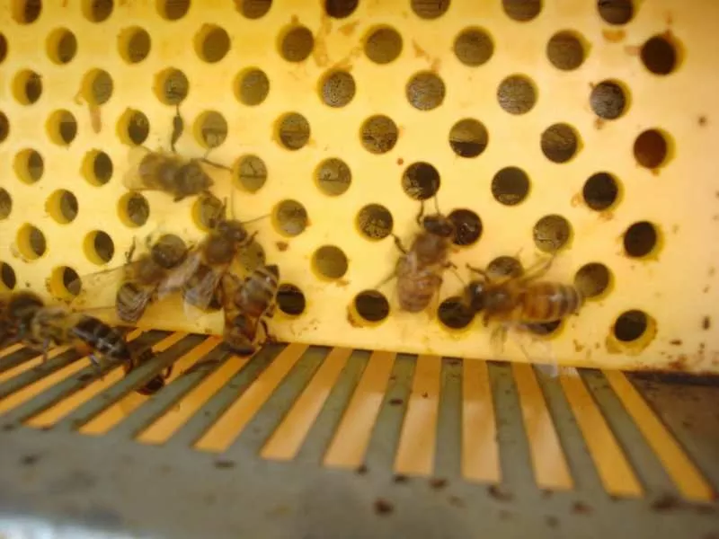 Продаю  мед и продукты пчеловодства с собственной пасеки 4