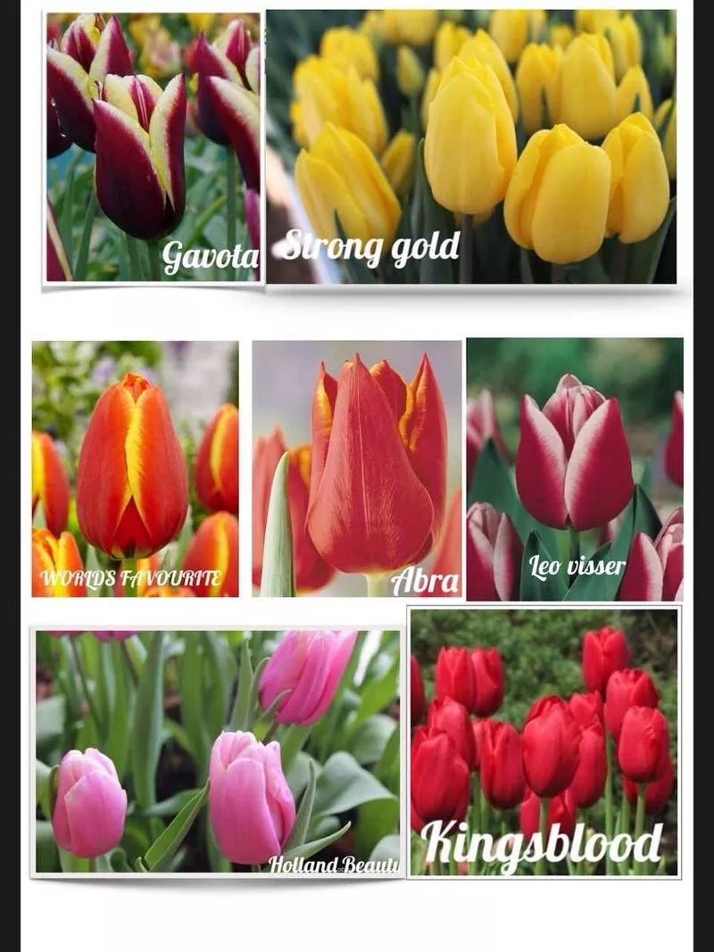 Цветы оптом,  оптовая продажа тюльпанов  к 8 марта в Луганске 2