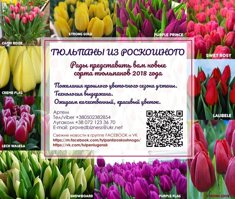 Цветы оптом в Луганске. Тюльпаны на 14 февраля и 8 марта. 4