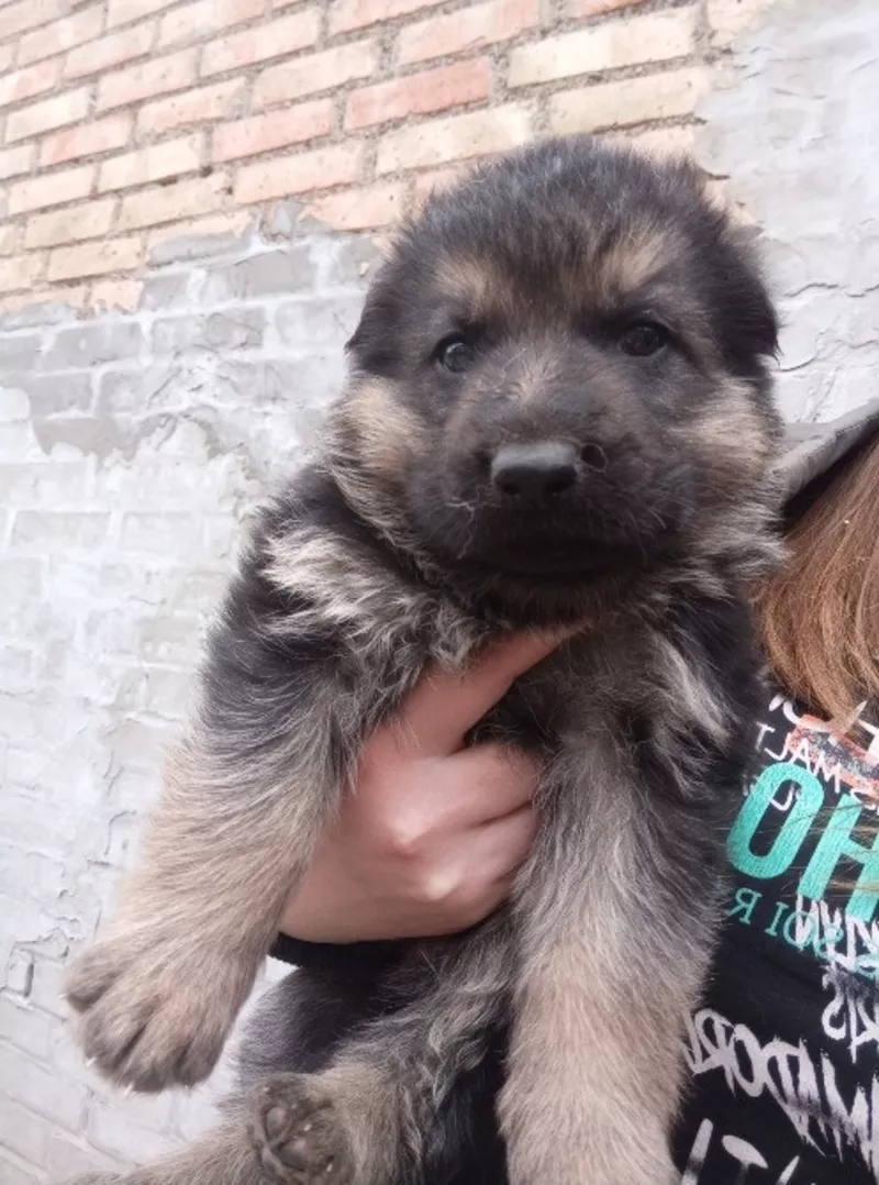 Продам цуценят німецької вівчарки 3